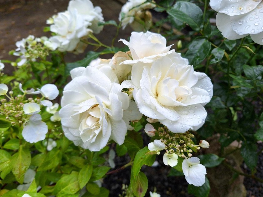 Rose Schneewitchen og Runaway Bride hortensia