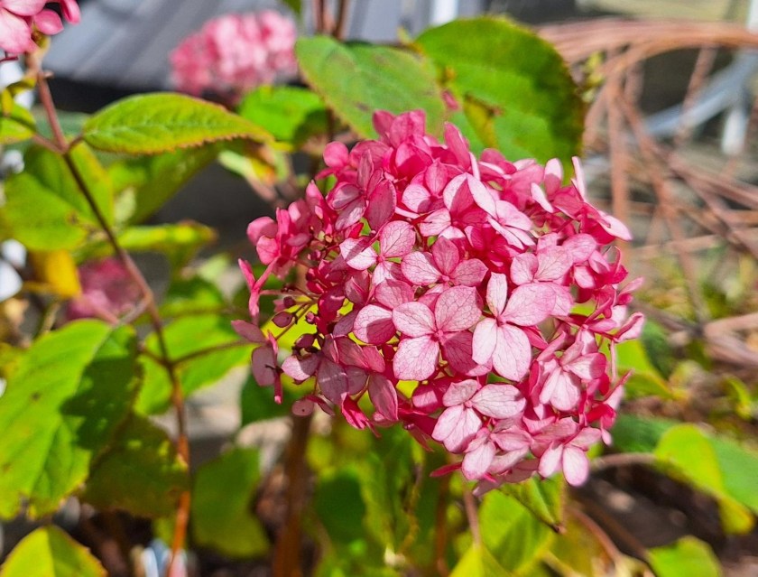 Pink Annabelle hortensia