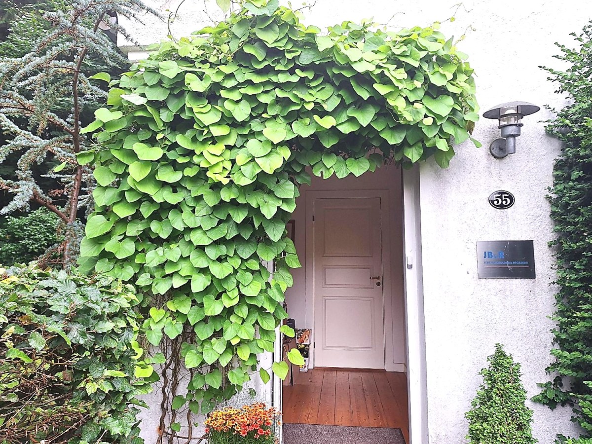 Tobakspibeplante over hoveddøren