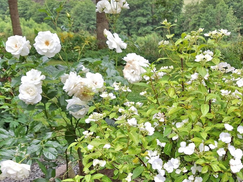 Rose Schneewitchen og Runaway Bride hortensia