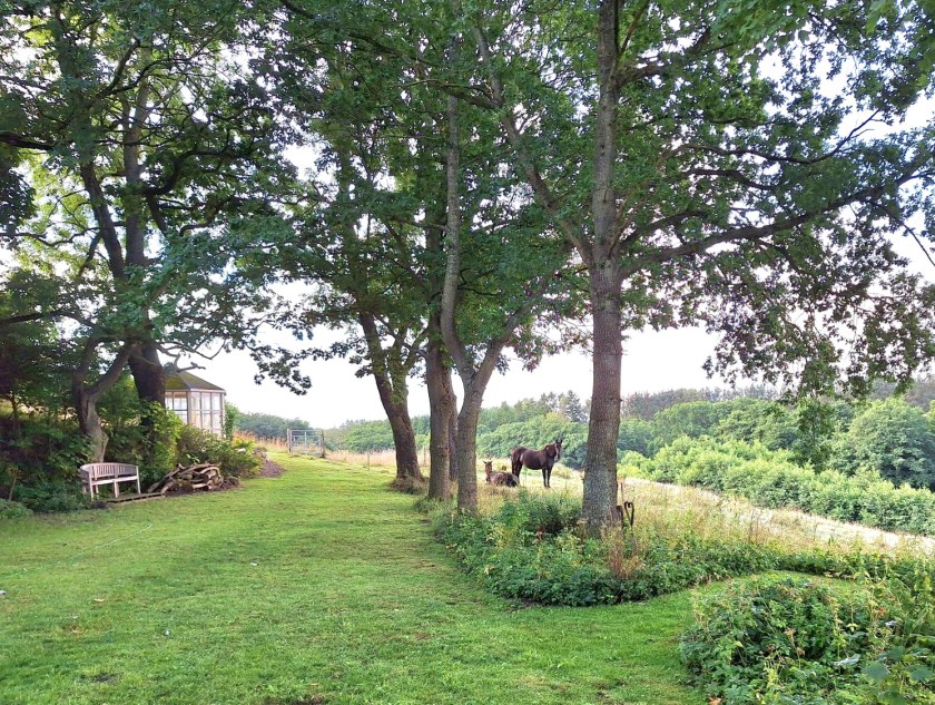 Heste udenfor hegnet