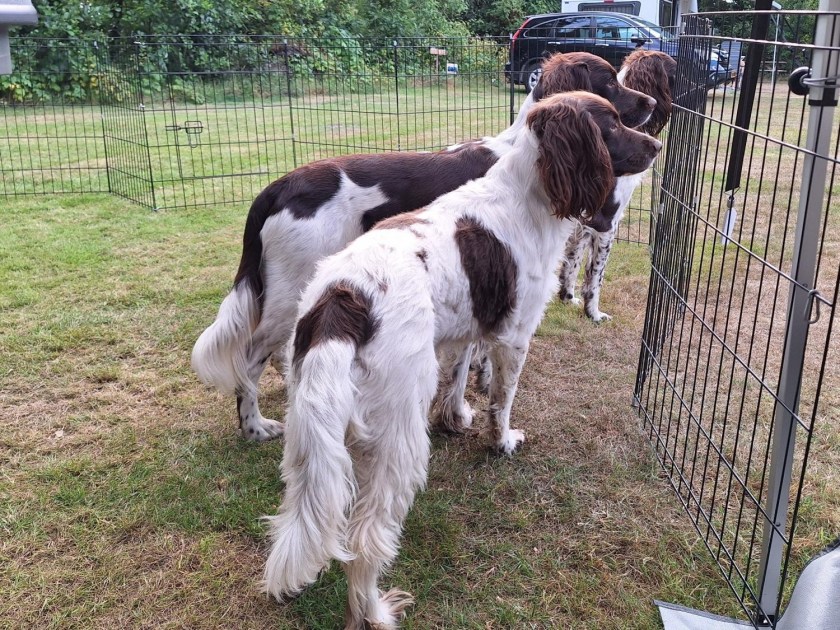 Hundene i deres indhegning