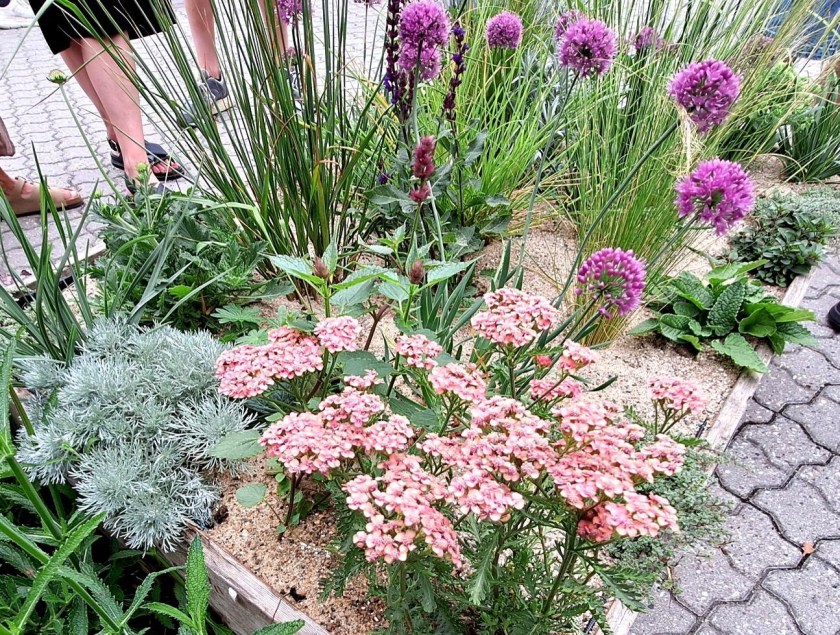 Planter til tør jord