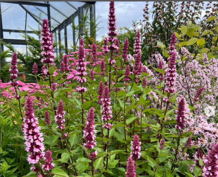 Indianermynte Beelicious Pink