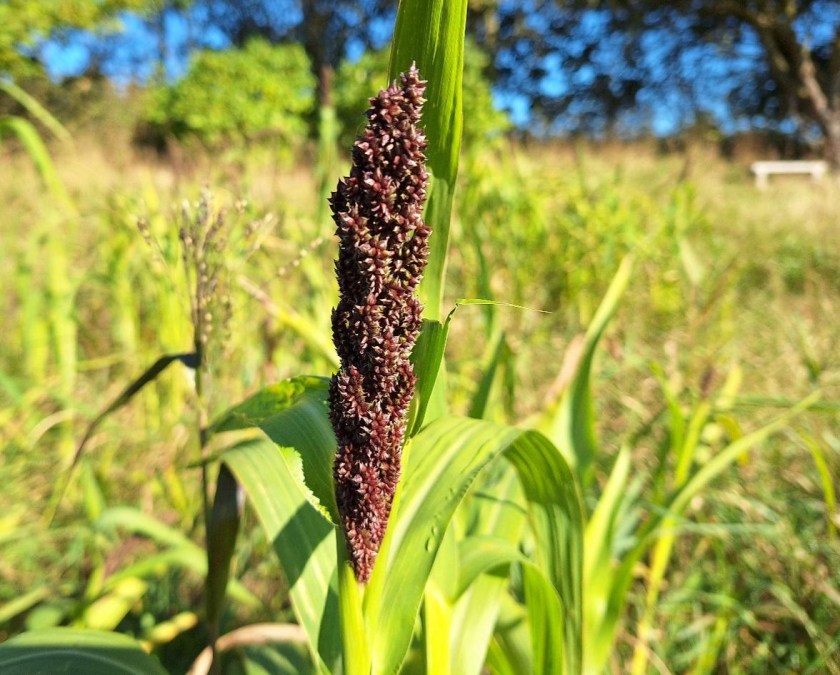 sorghum