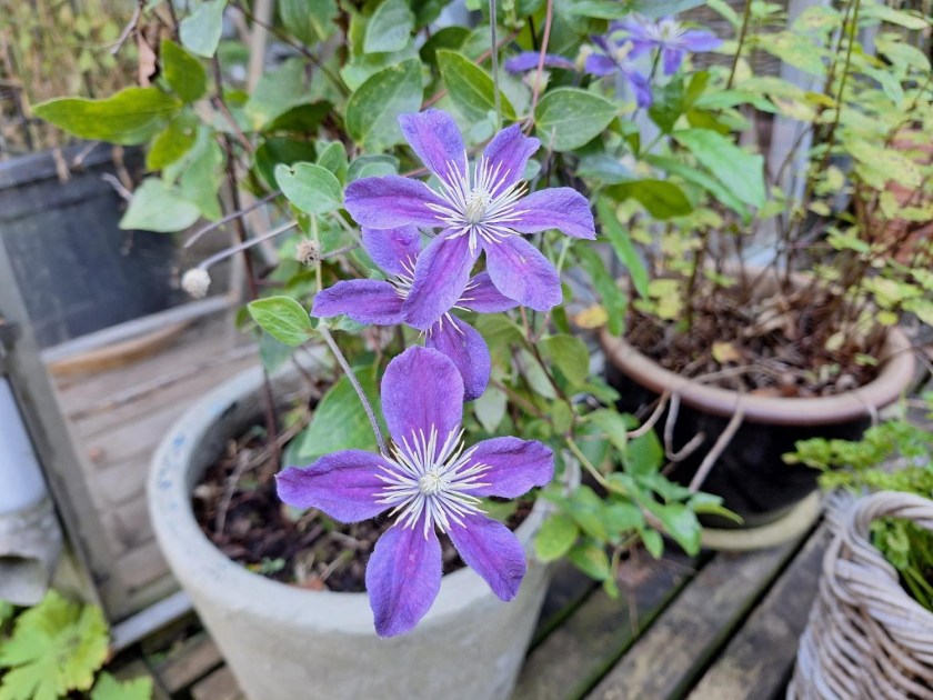 Clematis