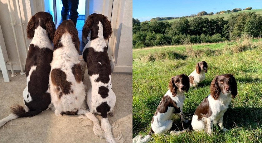 3 hunde, der elsker hinanden