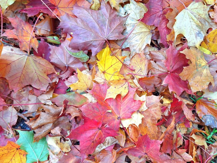 Efterårsblade
