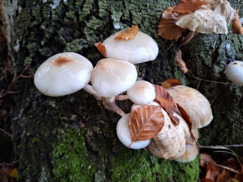 Svampe på et gammelt bøgetræ