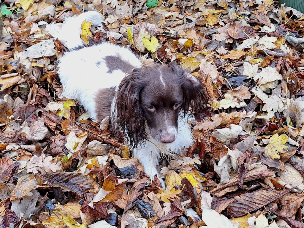 Maggie leger i bladene