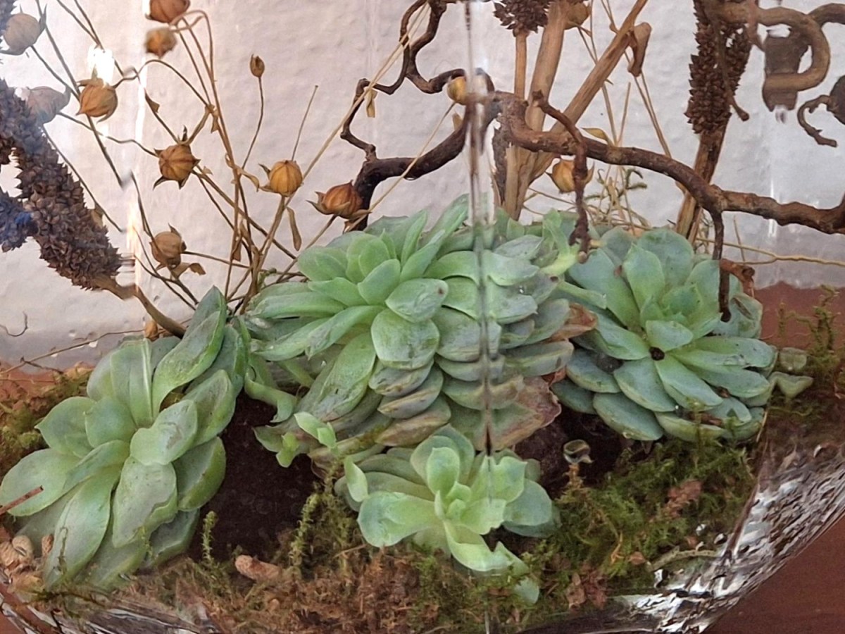 Genbrug af echeveria fra juledekorationerne