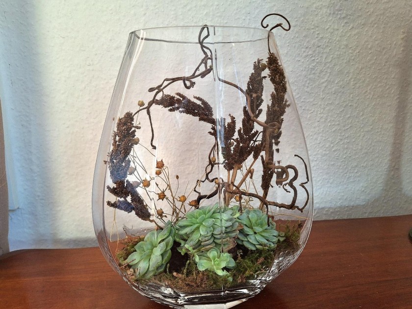 Echeveria i glasvase