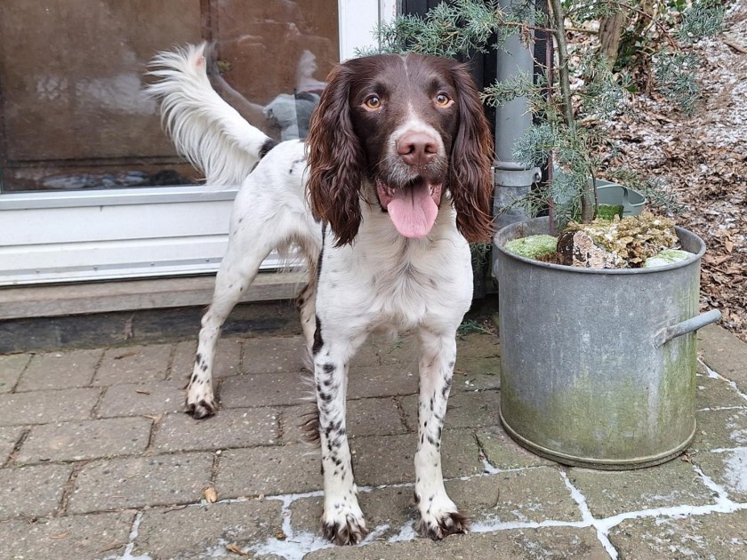 Man skal lære af sine&nbsp;hunde