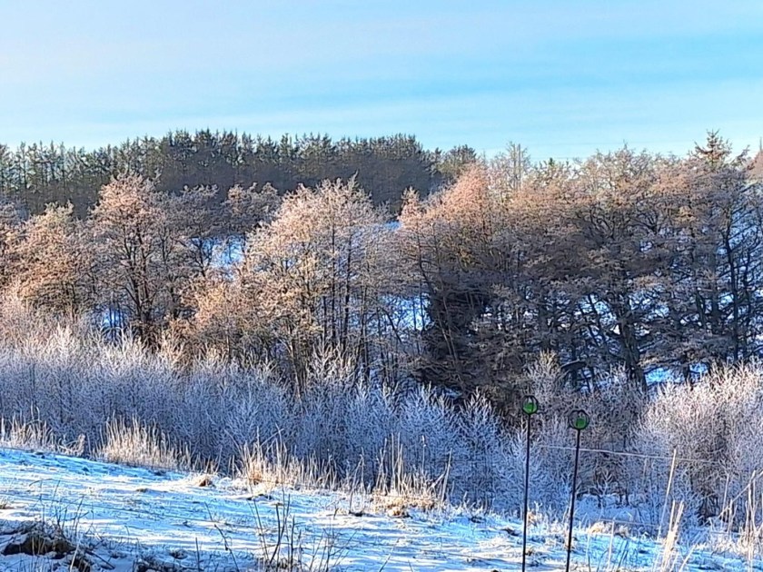 Rimfrost på træerne ved bækken