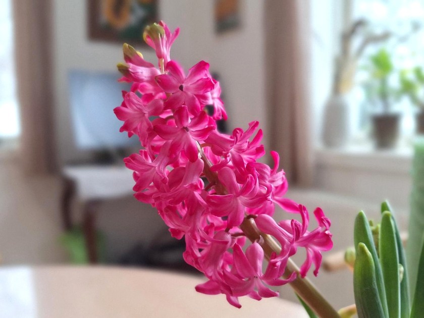 Pink hyacint