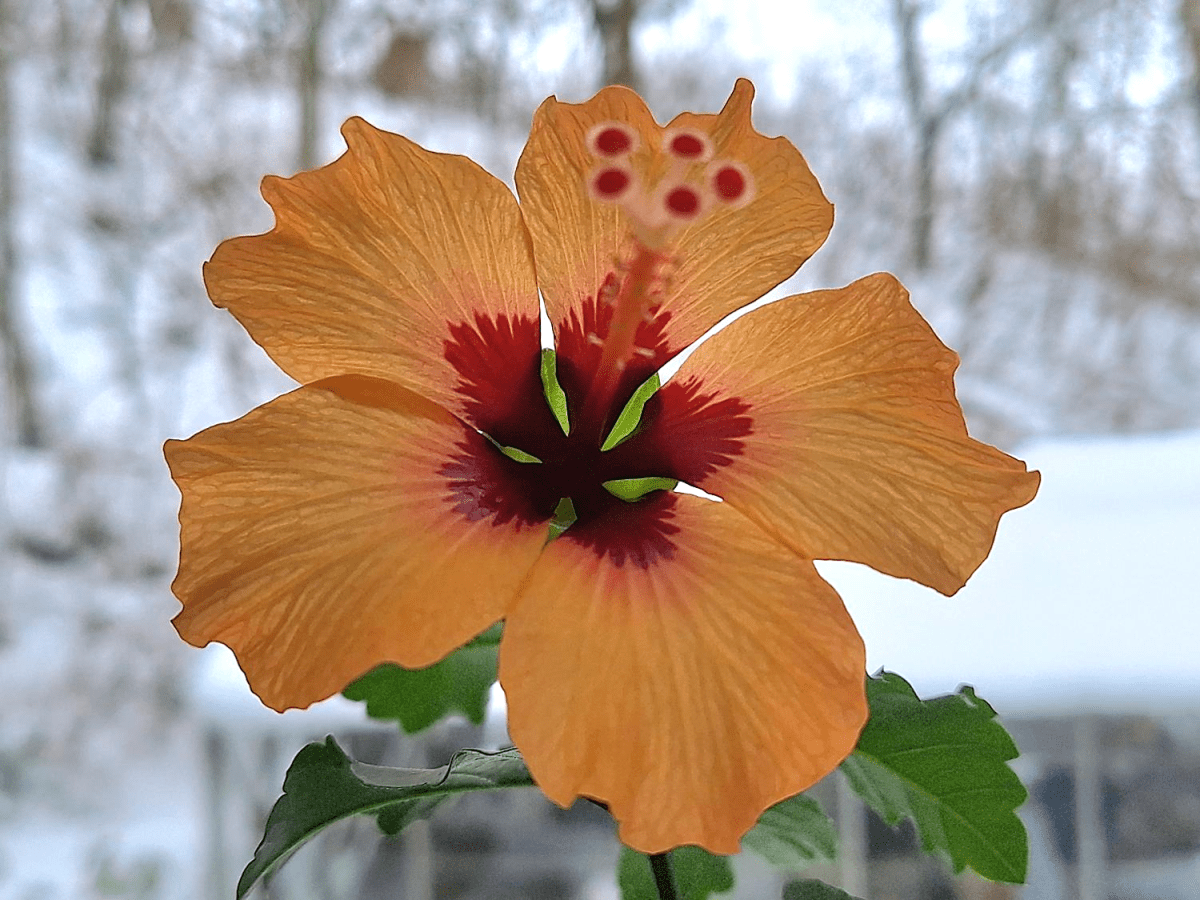 Orange petit hibiscus