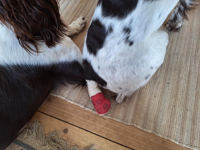 Andys forbinding om halen