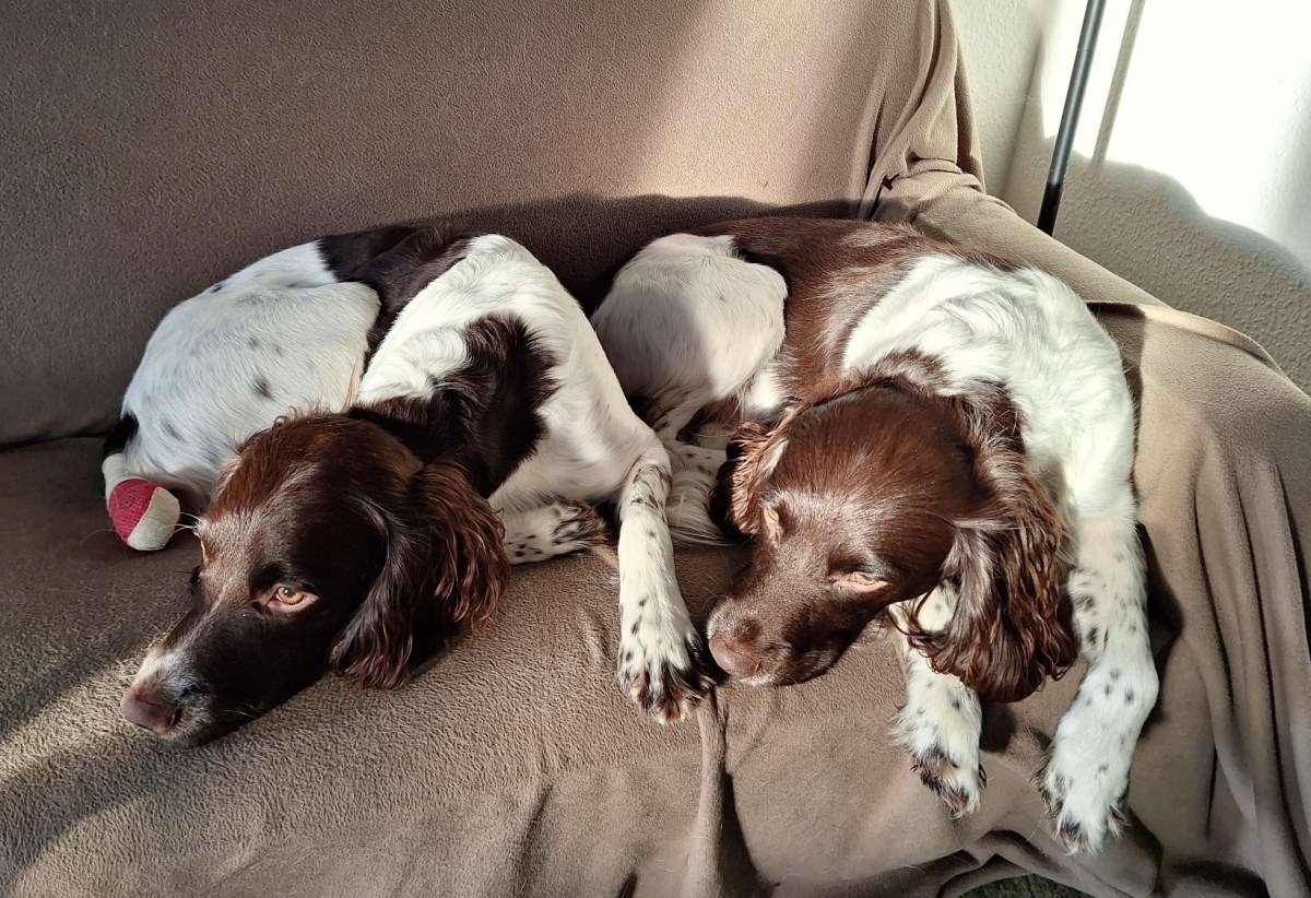 Andy og Danny i sofaen