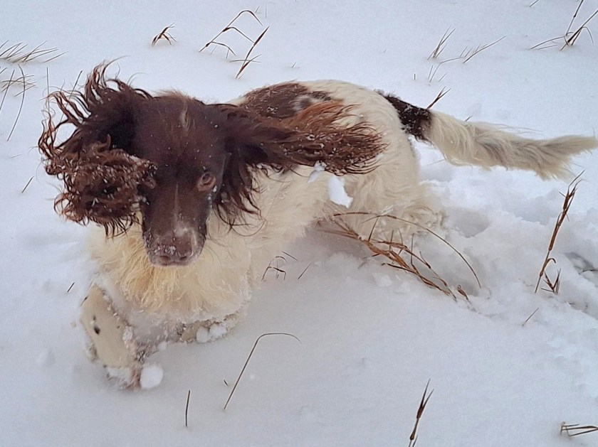 Maggie tumler i sneen