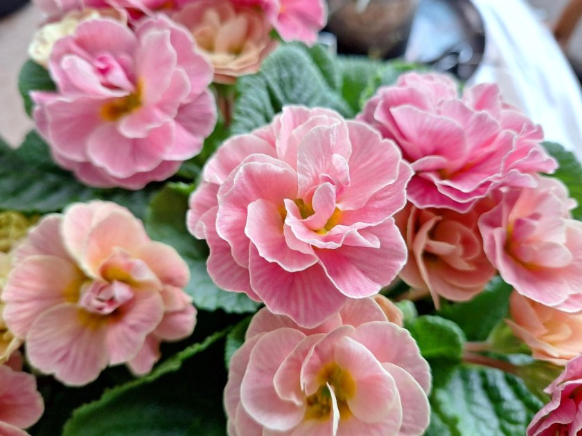 Tøbrud og blomsterterapi