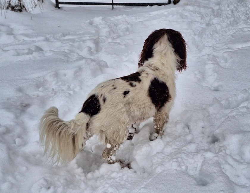 Sneklumper i pelsen fjernes nemt med et piskeris