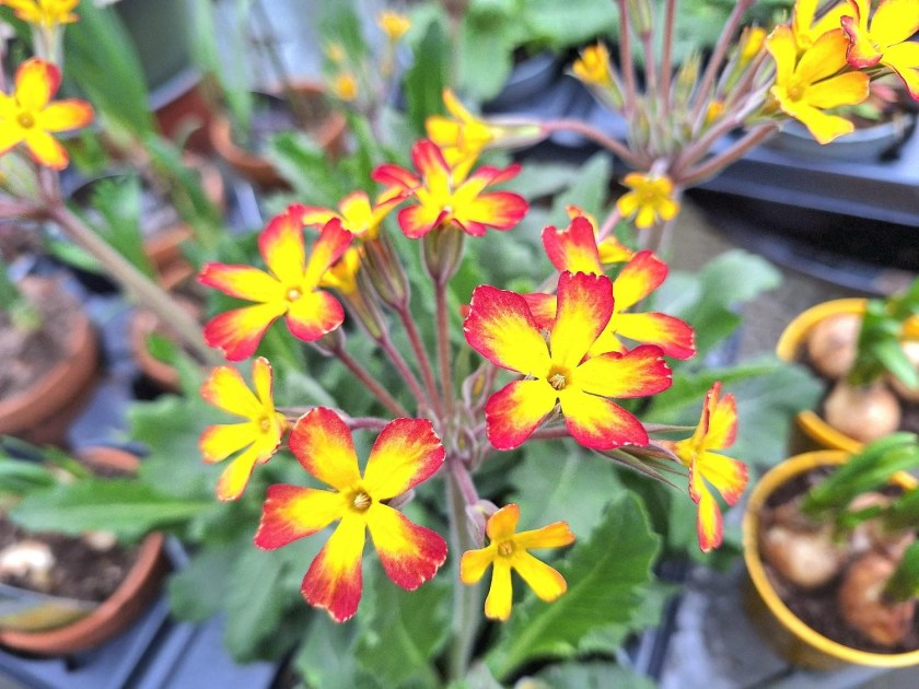 På gartneribesøg og&nbsp;powershopping