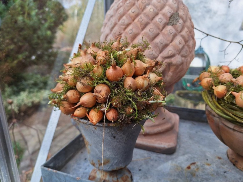 Oasiskugle med stikløg
