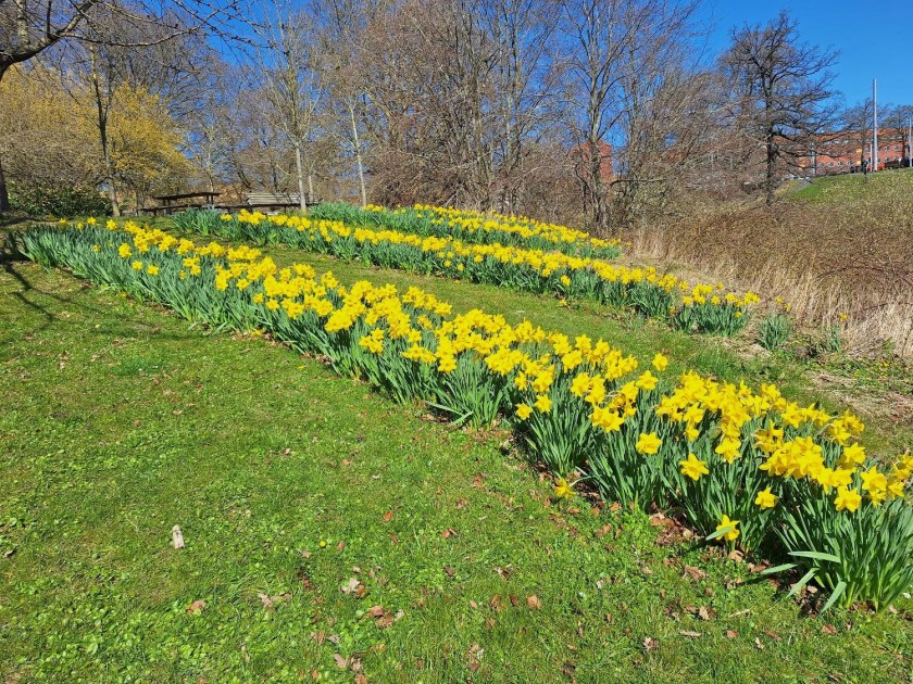 Påskeliljer i universitetsparken