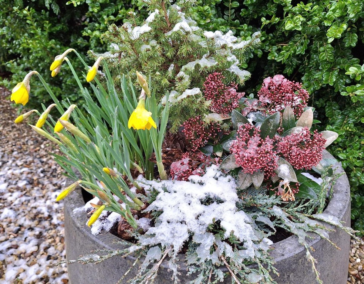 Forårskrukke med sne
