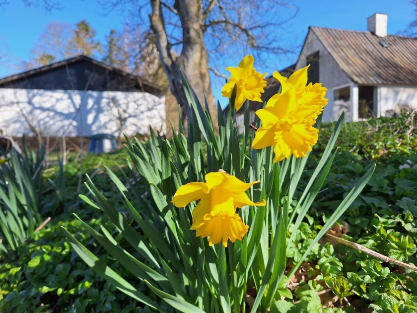 Påskeliljer i haven