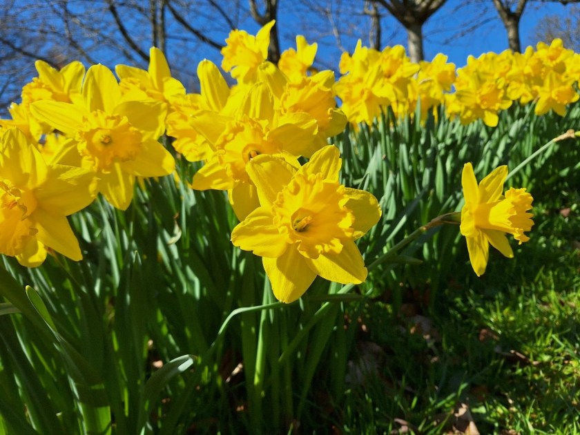 Påskeliljer i universitetsparken