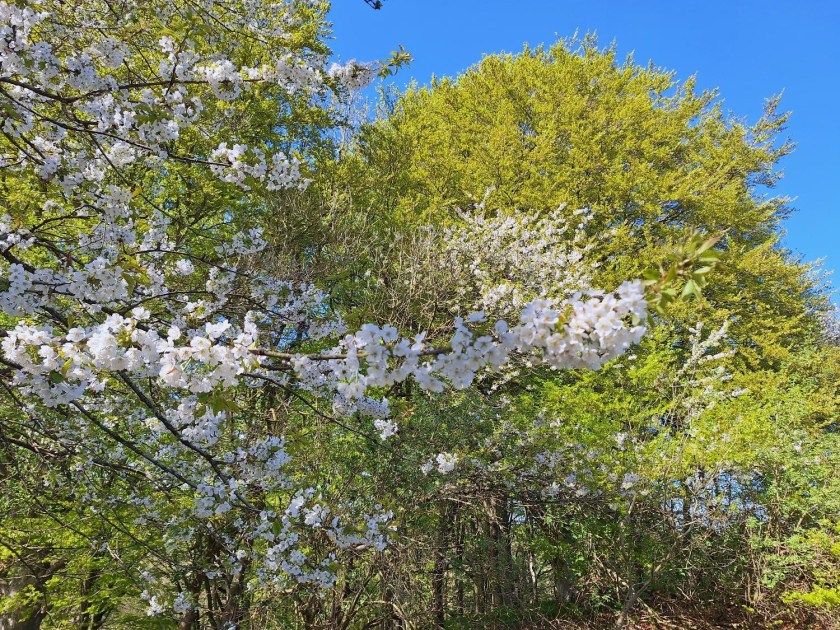Fuglekirsebær i blomst