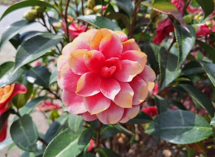 Gardenia i Piemonte