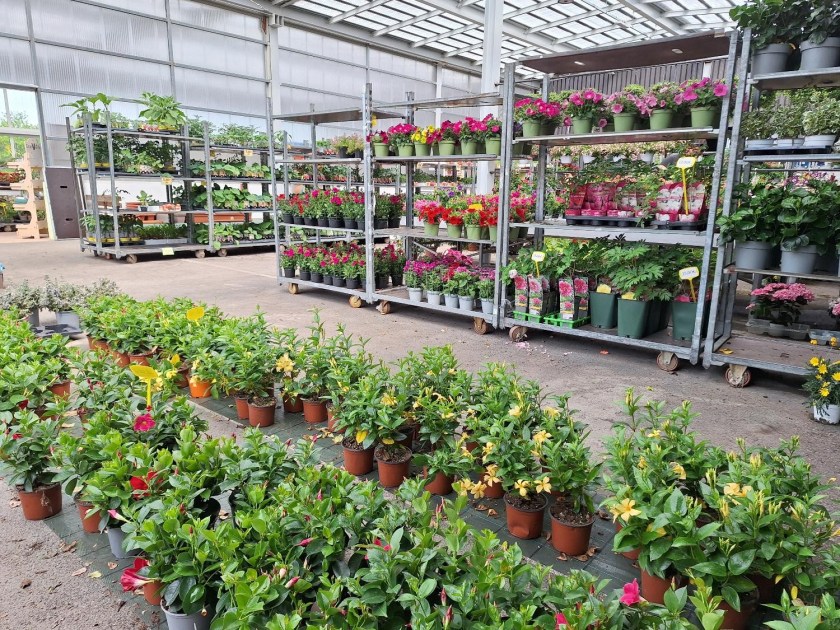 Plantecenter i Piemonte