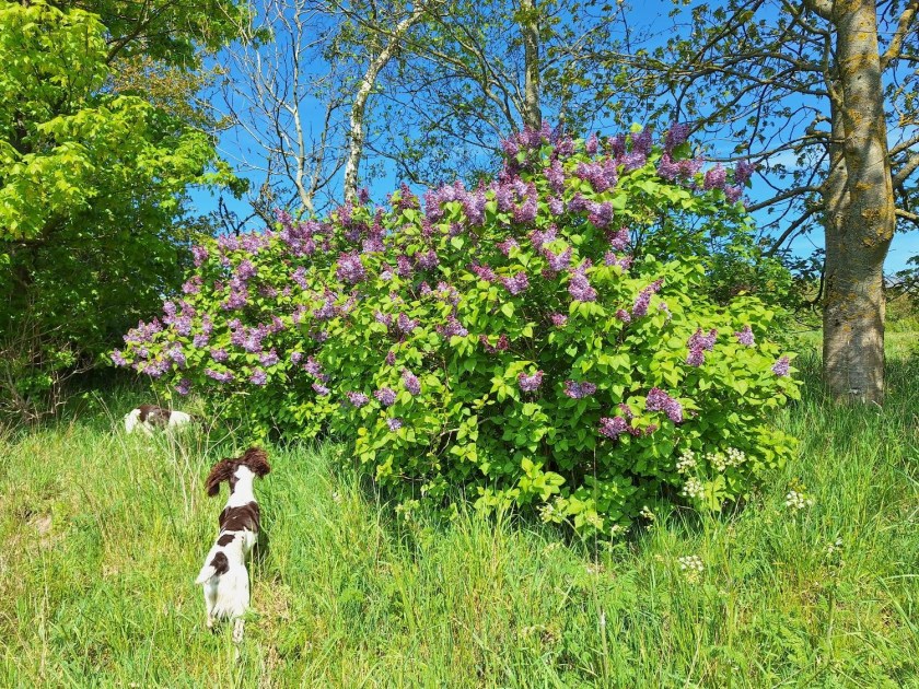 Syrener og legende hunde