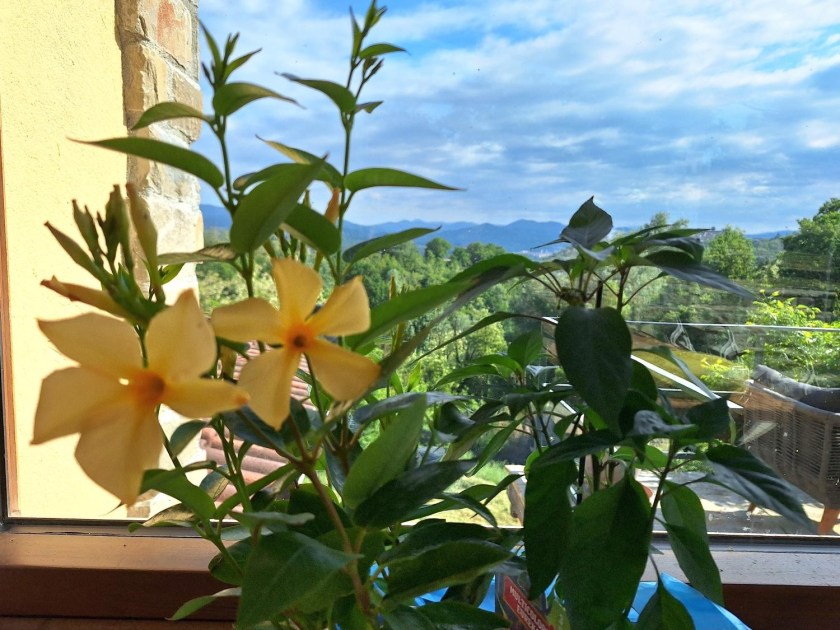 Gul dipladenia i Piemonte