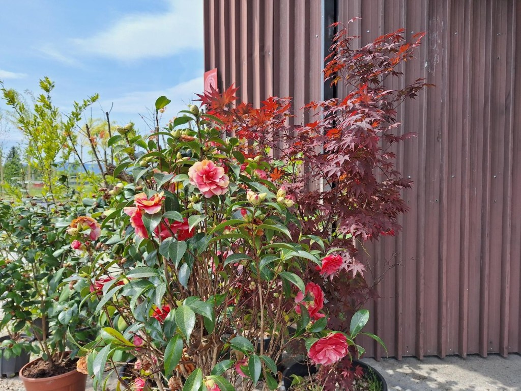 Stor gardenia i plantecentret