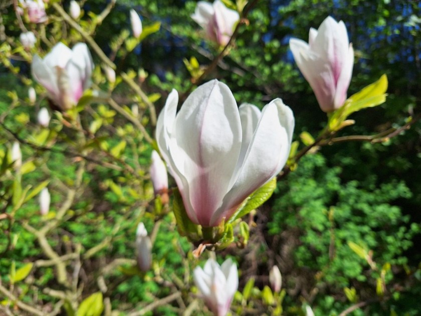 Magnolie