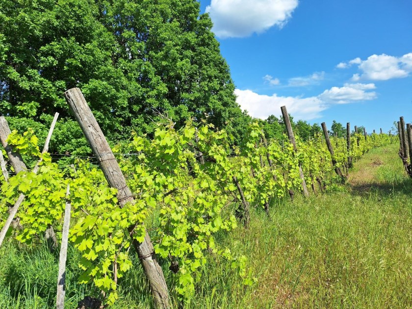 Vinmark i Piemonte