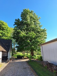 Det store kastanjetræ set fra indkørslen