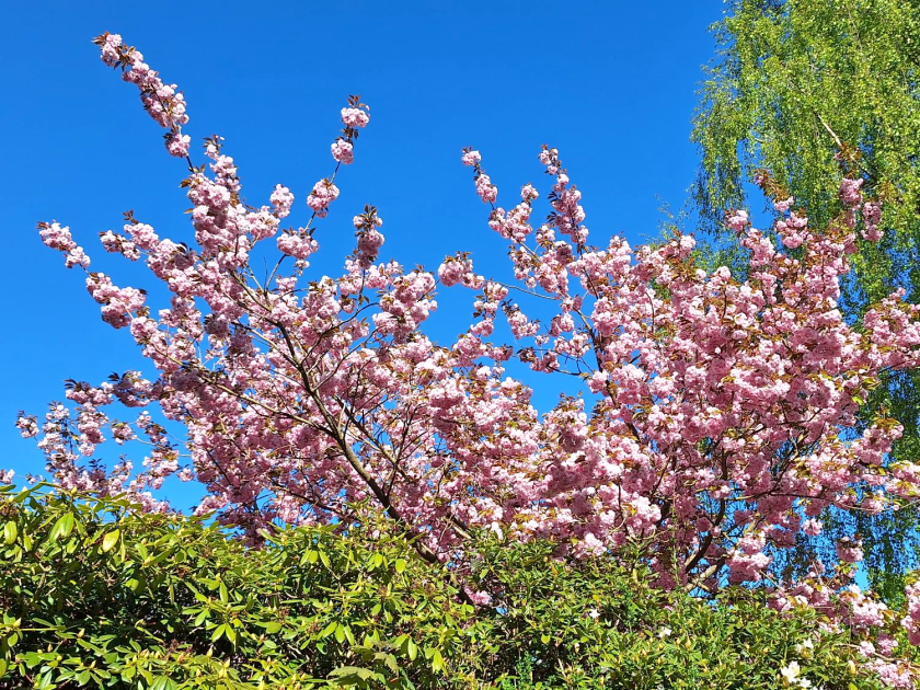 Japansk kirsebær