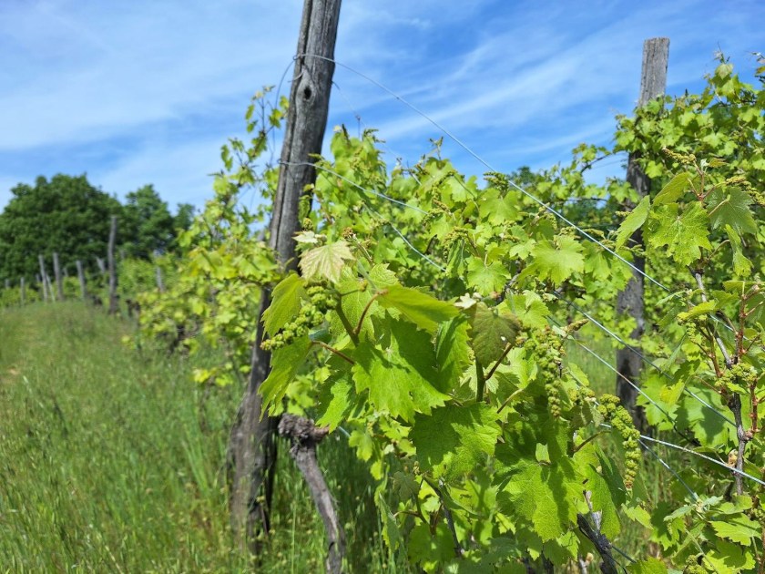 Vinen i knop i Piemonte i maj