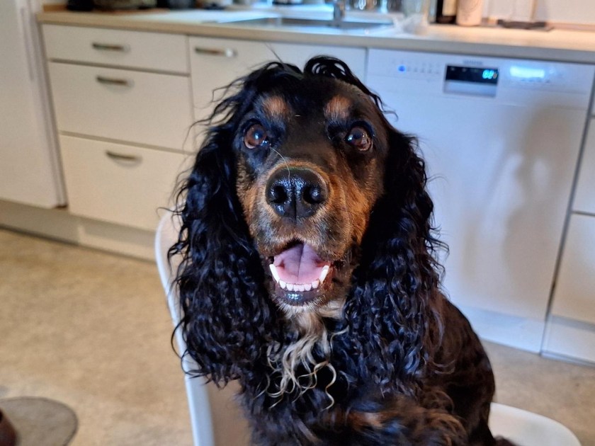 Glad cockerspaniel