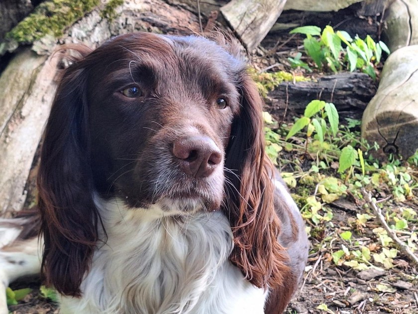 Danny - en stor, flor springerspaniel