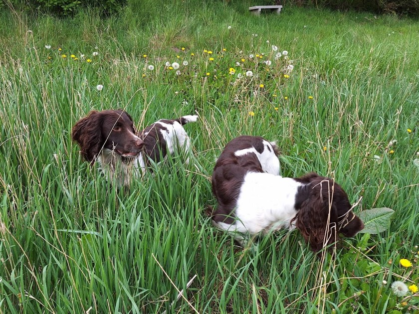 Springerspaniels i græsmarken
