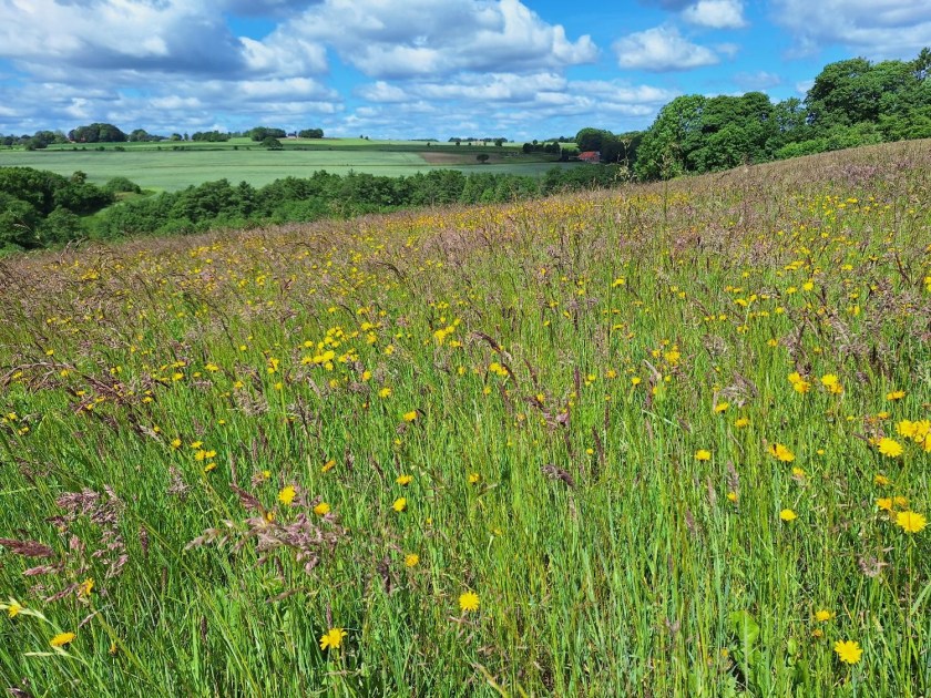 Blomstrende græsmark