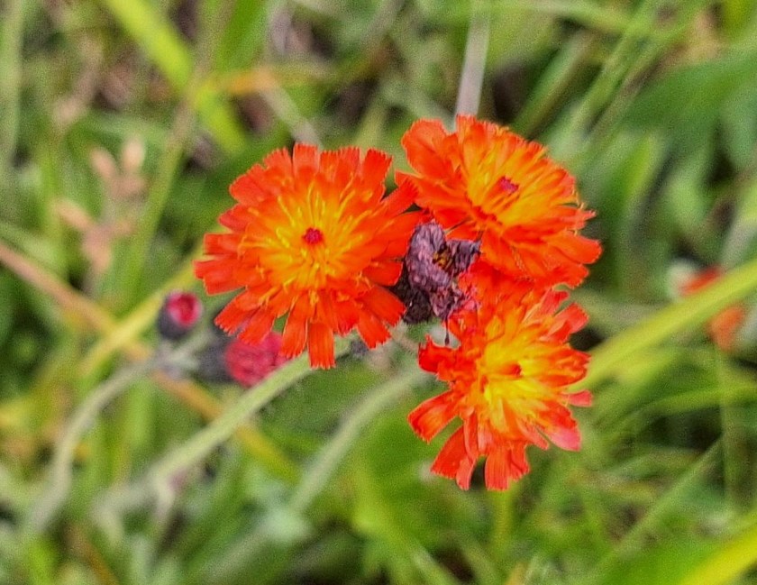 Pomeranshøgeurt