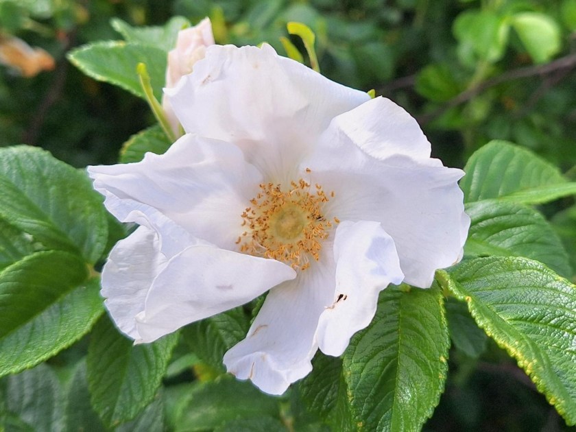 Hvid hybenrose