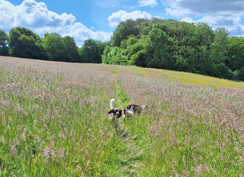 Hunde i græsmarken