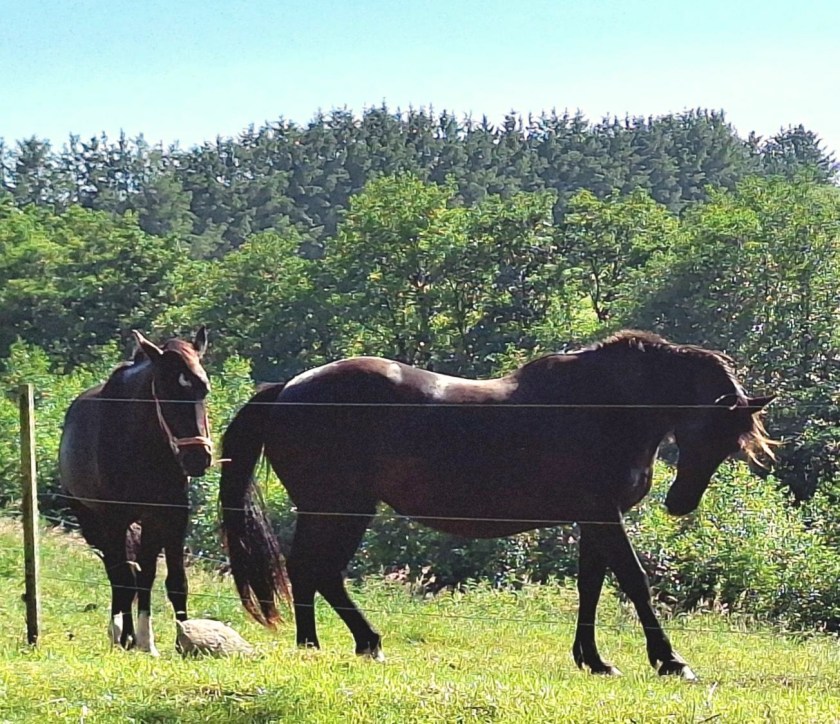 Sommergæsterne i marken